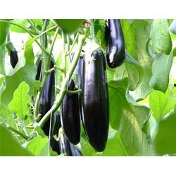 茄子精产国产品入口高清,高清解析市场格局与趋势